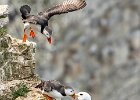 John Scholey - Puffins - Kittewake - Caught in the act (Open).jpg